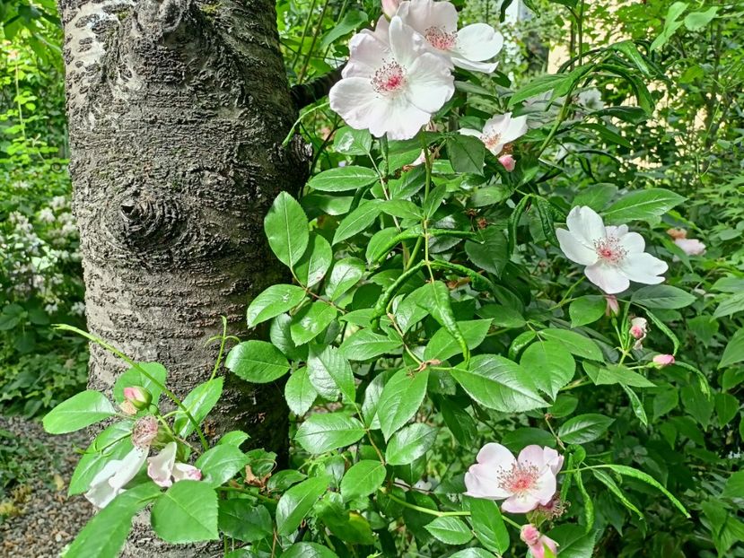 Astronomia - Grădina 2024 continuare 2