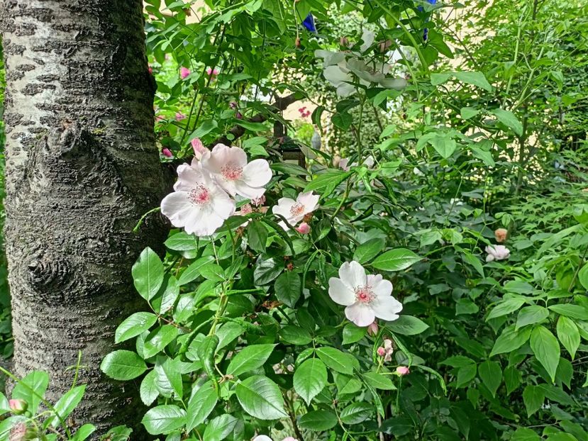  - Grădina 2024 continuare 2