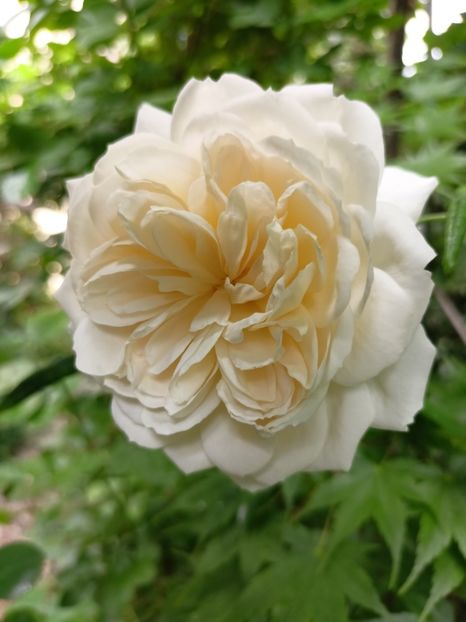 Crocus Rose - Grădina 2024 continuare 2