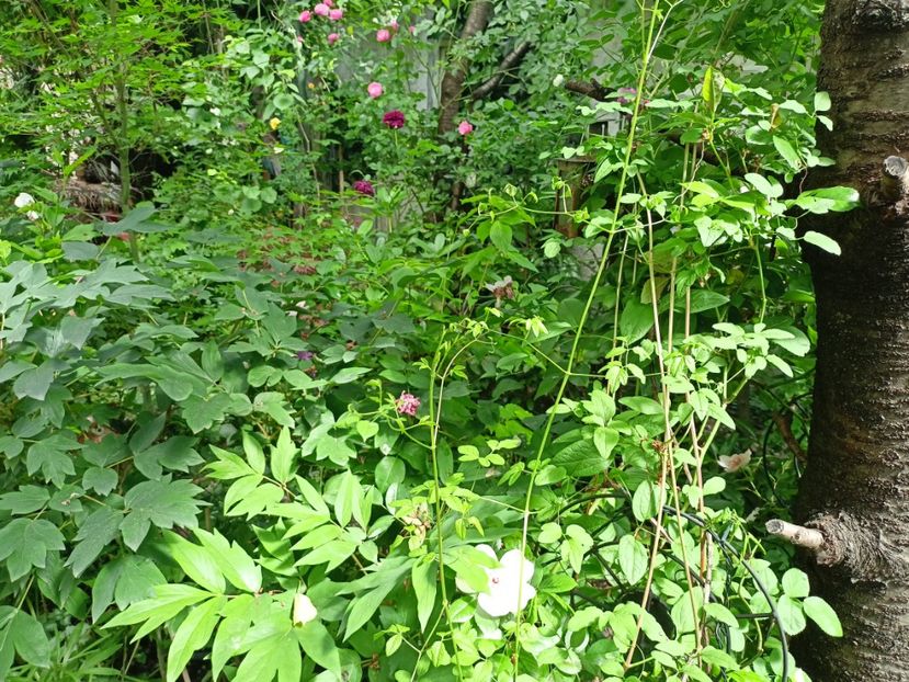  - Grădina 2024 continuare 2