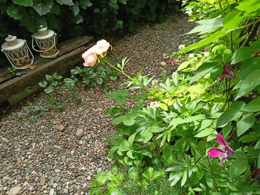  - Grădina 2024 continuare 2