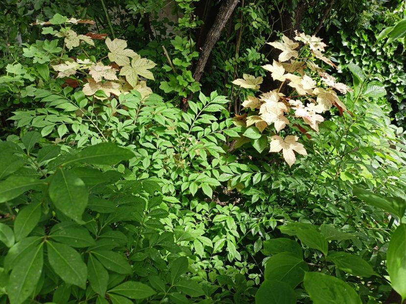  - Grădina 2024 continuare 2