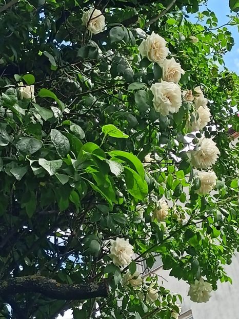 Ilse Krohn Superior - Grădina 2024 continuare 2