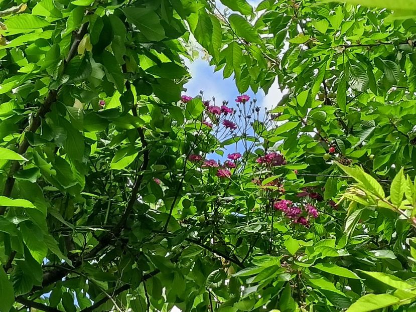 Violette - Grădina 2024 continuare 2