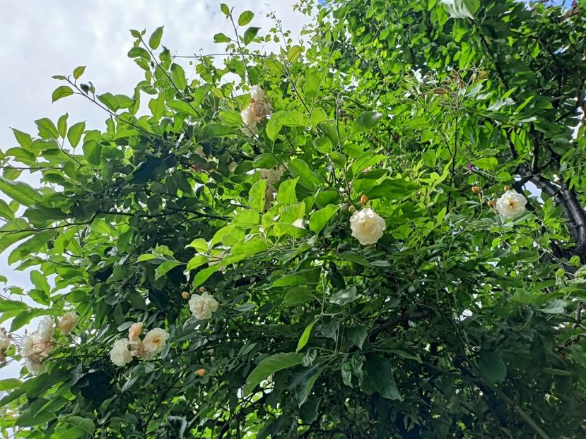 Ghislaine de Feligonde - Grădina 2024 continuare 2