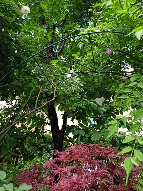  - Grădina 2024 continuare 2