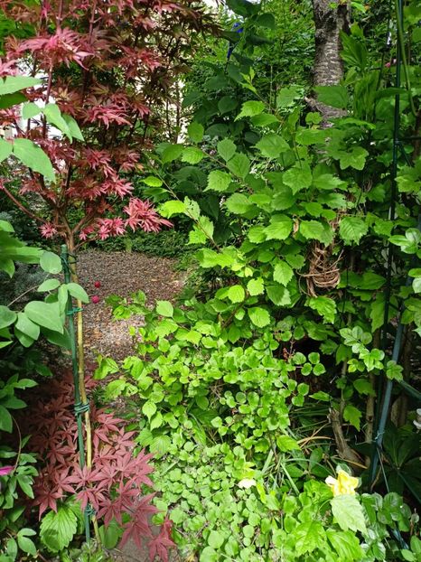  - Grădina 2024 continuare 2