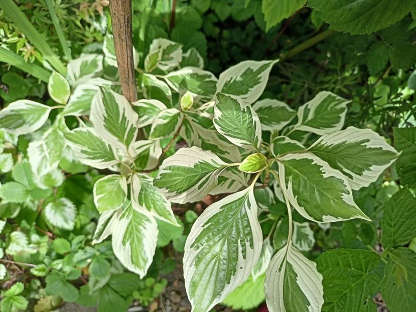 Cornus controversa variegata - Grădina 2024 continuare 2