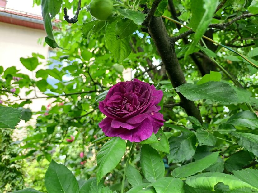 Purple Lodge - Grădina 2024 continuare 2