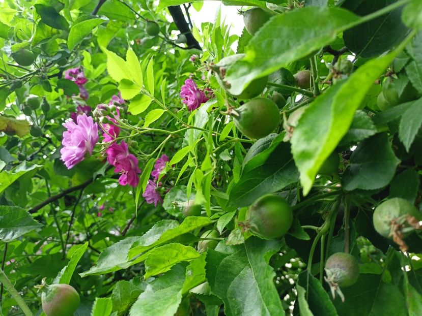 Perennial Blue - Grădina 2024 continuare 2