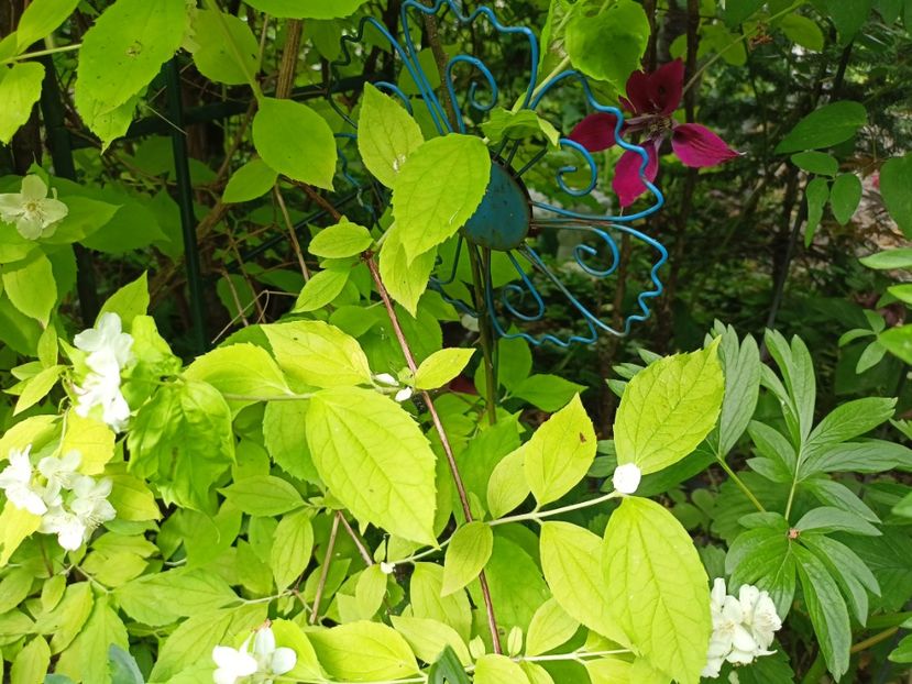  - Grădina 2024 continuare 2