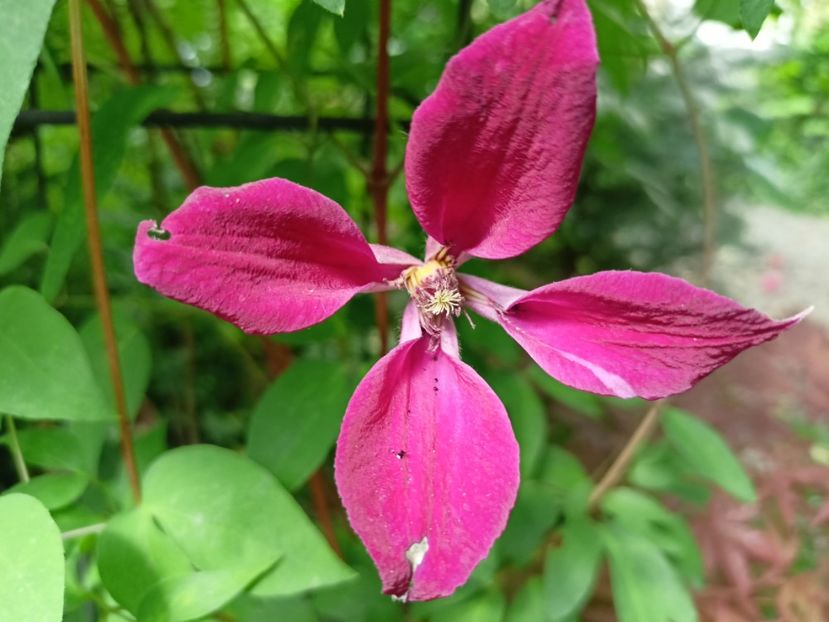 Gravetye Beauty - Grădina 2024 continuare 2