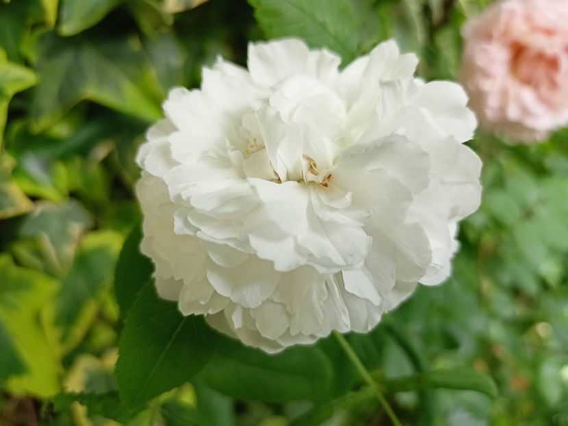  - Grădina 2024 continuare 2