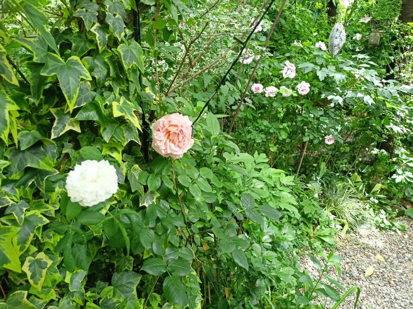  - Grădina 2024 continuare 2