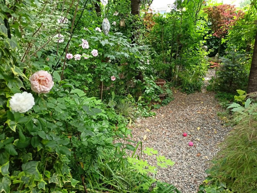  - Grădina 2024 continuare 2