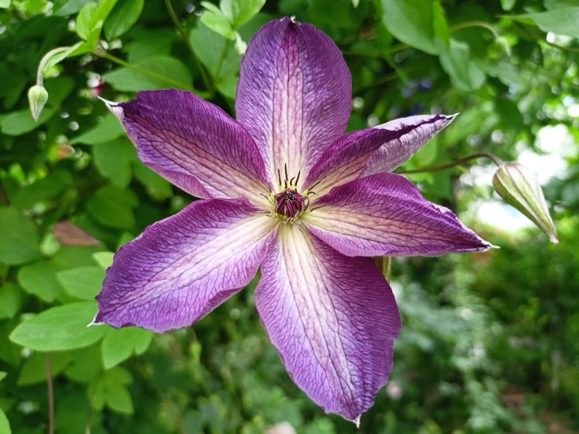 Venosa Violacea - Grădina 2024 continuare 2