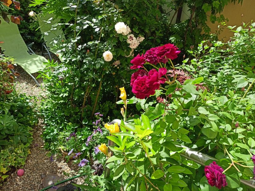  - Grădina 2024 continuare 2