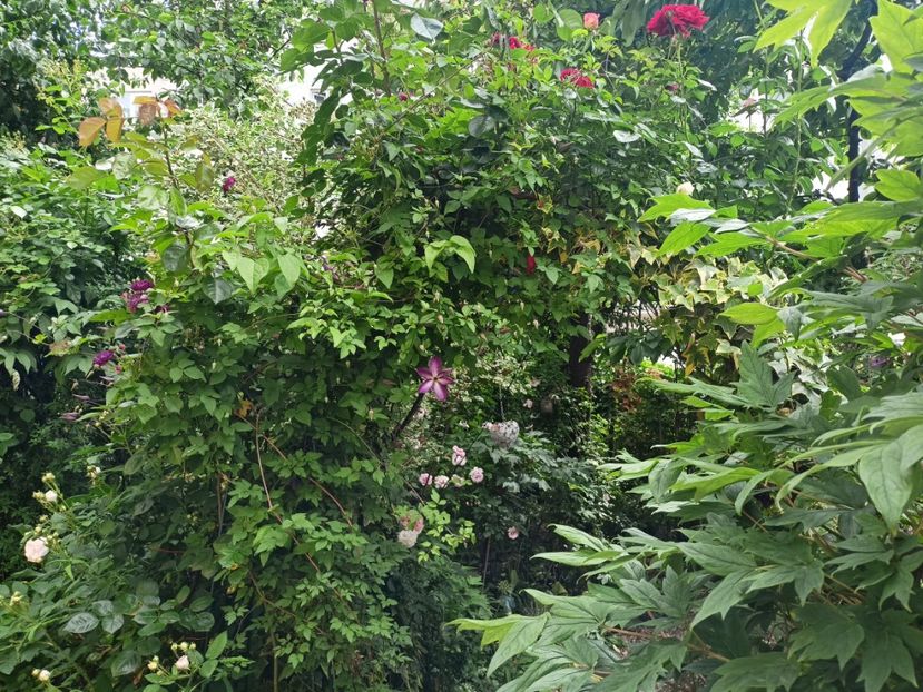  - Grădina 2024 continuare 2