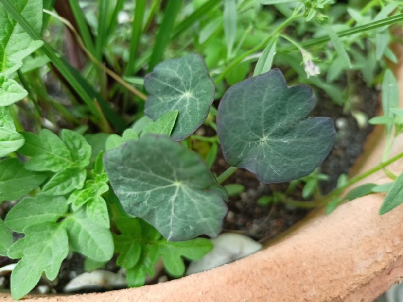 Colțunași roșii - Grădina 2024 continuare 2