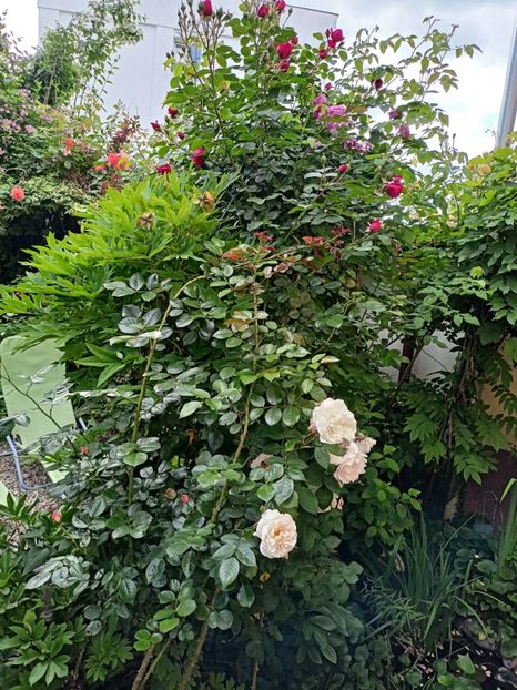 Herkules, Eyes for You și Florentina - Grădina 2024 continuare 2