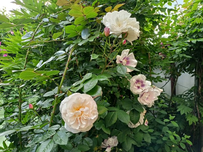 Herkules și Eyes for You - Grădina 2024 continuare 2