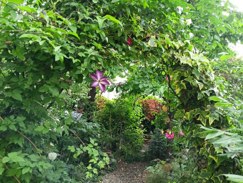  - Grădina 2024 continuare 2