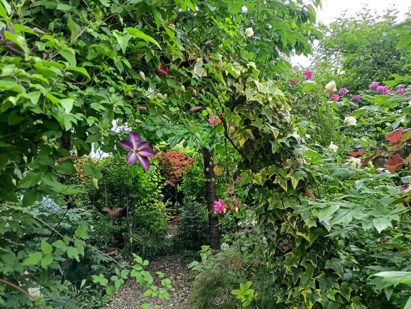  - Grădina 2024 continuare 2