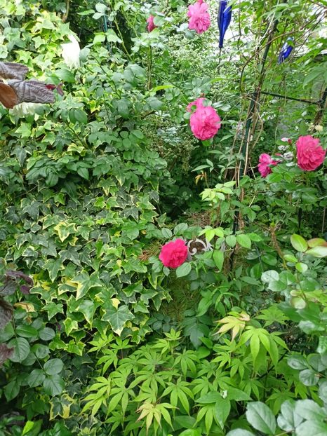  - Grădina 2024 continuare 2