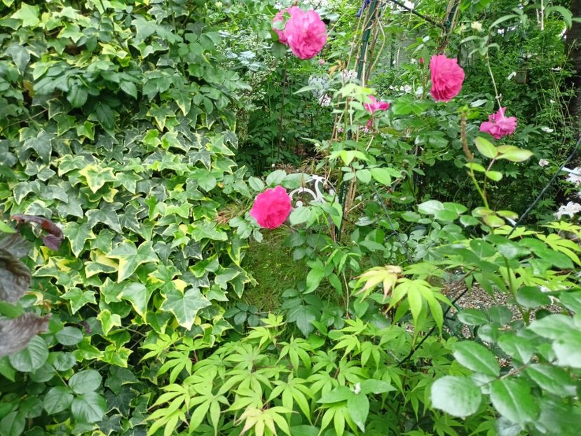  - Grădina 2024 continuare 2