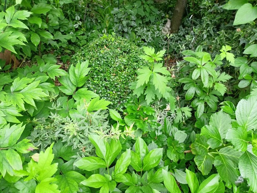  - Grădina 2024 continuare 2