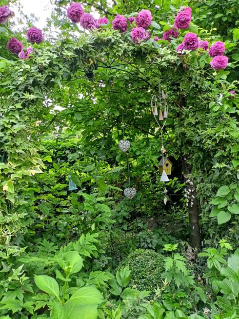 M-me Isaac Pereire - Grădina 2024 continuare 2