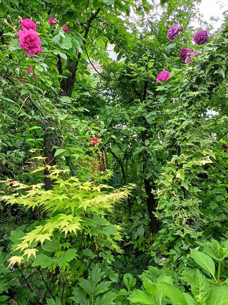  - Grădina 2024 continuare 2