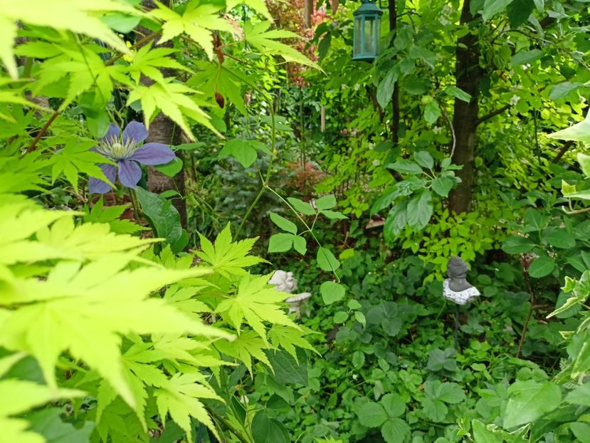  - Grădina 2024 continuare 2