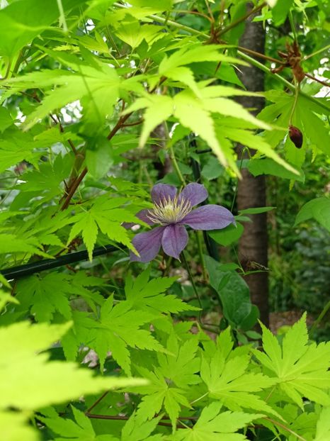 Orange Dream și Arabella - Grădina 2024 continuare 2