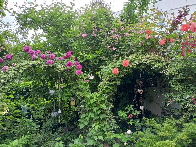 M-me Isaac Pereire și Westerland - Grădina 2024 continuare 2