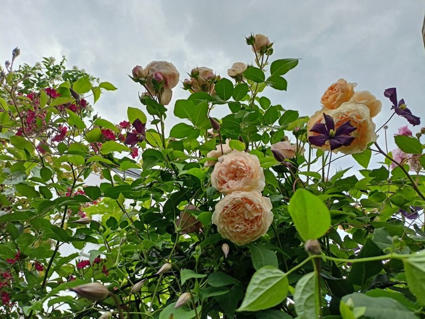 Cherry Meidiland, Giardina și Crown Princess Margareta - Grădina 2024 continuare 2