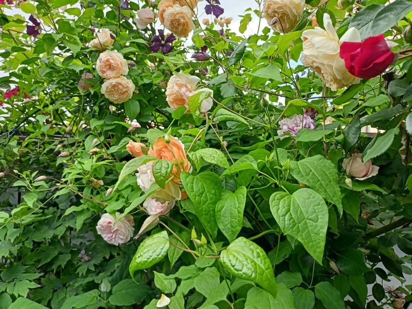 Giardina, Crown Princess Margareta, Variegata di Bologna și Florentina - Grădina 2024 continuare 2