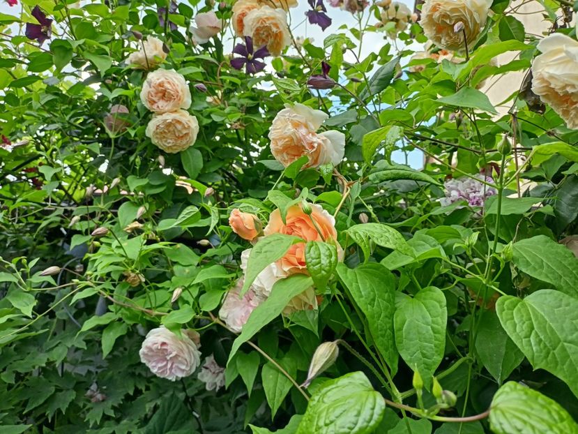  - Grădina 2024 continuare 2