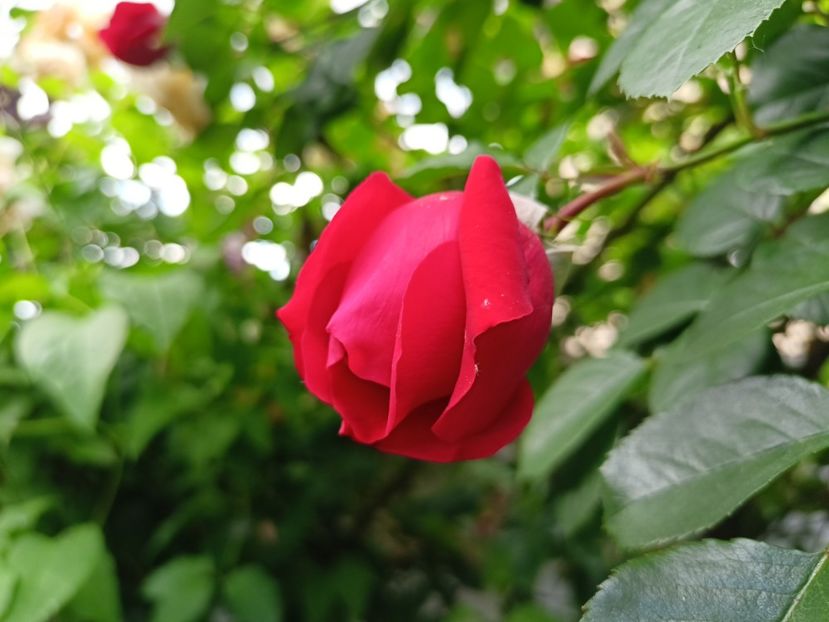 Florentina - Grădina 2024 continuare 2