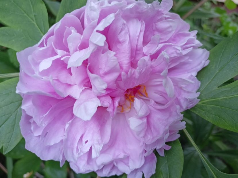 Sarah Bernhardt - Grădina 2024 continuare 2