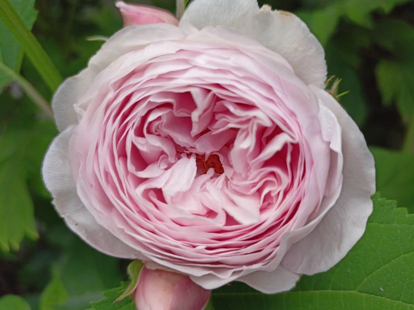 Geoff Hamilton - Grădina 2024 continuare 2