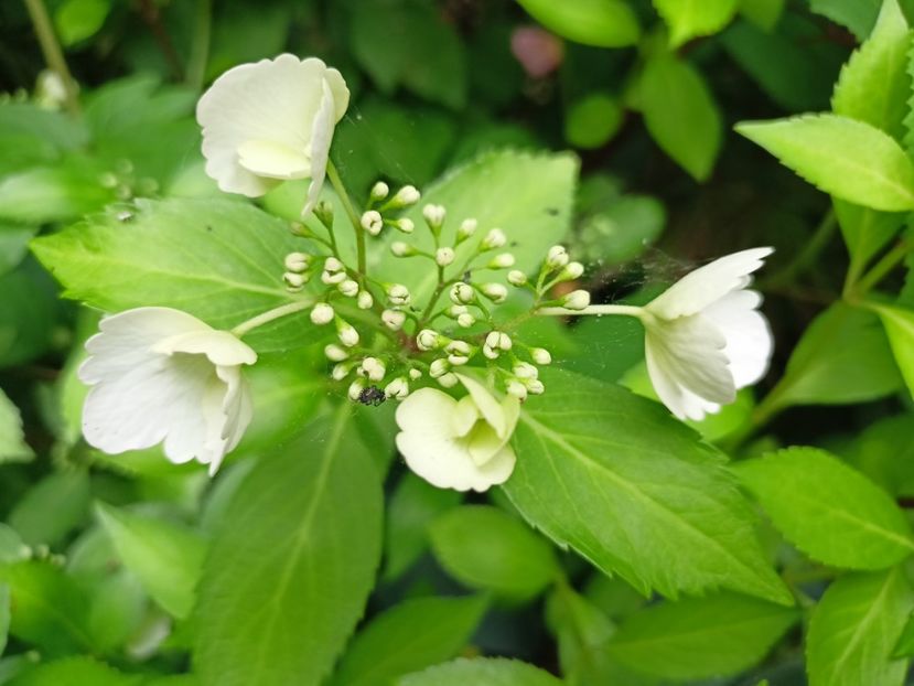 Runaway Bride - Grădina 2024 continuare 2