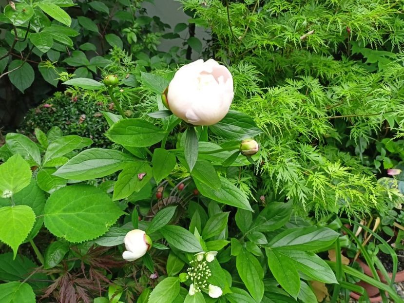  - Grădina 2024 continuare 2