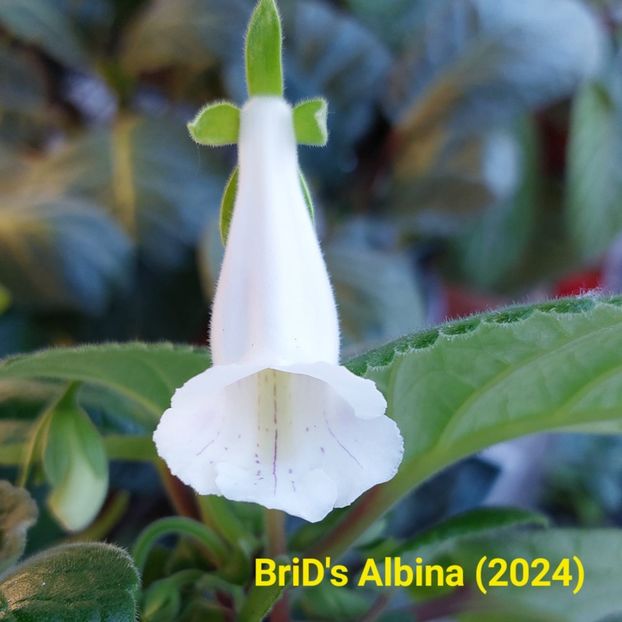 Img.2024.05.14 - Sinningia din semințe hibrizi Dna Dietze 2024