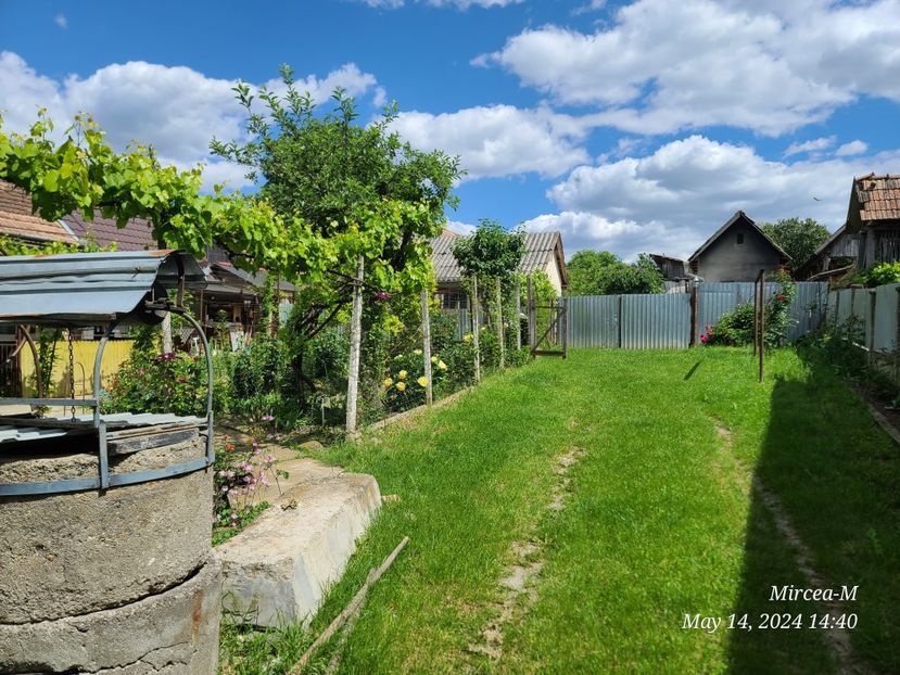 Img.2024.05.14 - Grădina mea de la țară