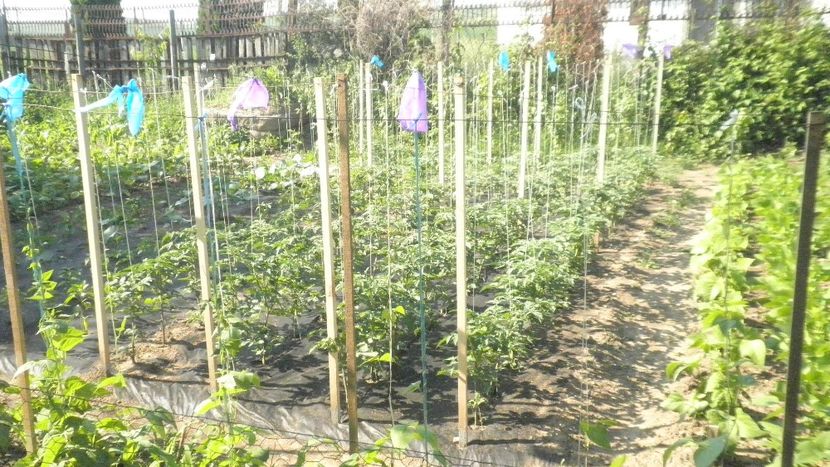 ROSII PE SPALIERE - LIVADA CU POMI FRUCTIFERI SI GRADINA DE LEGUME