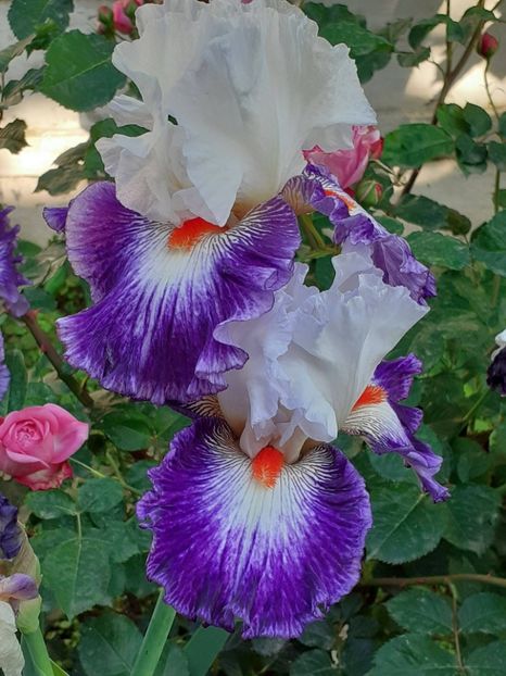  - IRIȘI 2024 - 2 _ 2025