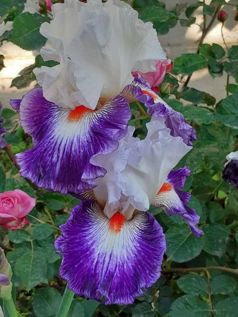  - IRIȘI 2024 - 2 _ 2025