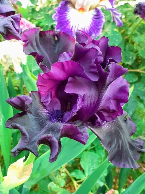 20240514_183110(0)~2 - IRIȘI 2024 - 2 _ 2025