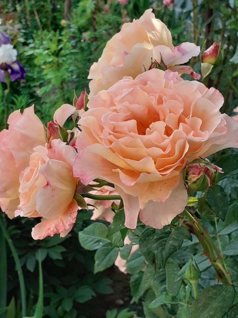  - Augusta Luise 2021